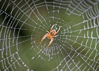 रोचक तथ्यः माकुराको जालो एक तरल रसायन हो