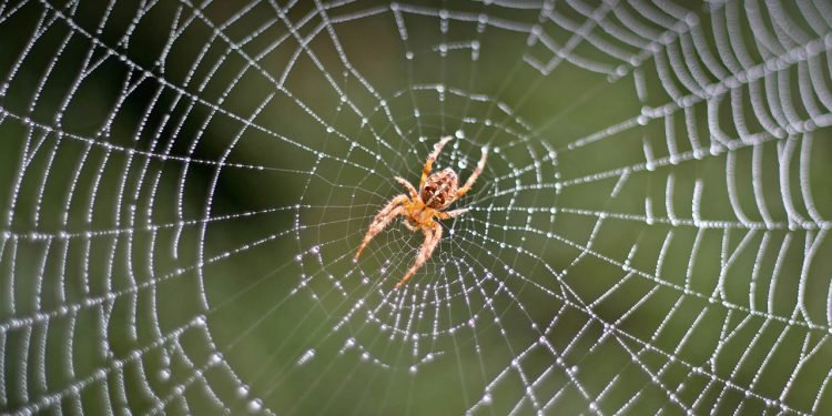 रोचक तथ्यः माकुराको जालो एक तरल रसायन हो