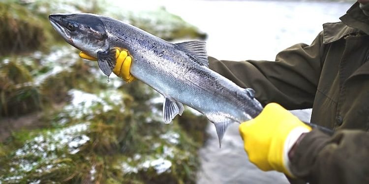 रोचक तथ्यः टर्चलाइट बोकेर हिँड्ने माछा