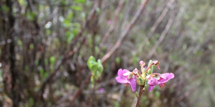 पदमार्गको आकर्षणः रैथाने प्रजातिका गुराँस मौरिस हर्गोज
