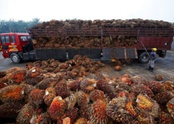 ‘एल निनो’का कारण विश्व बजारमा पाम आयलको भाउ बढ्ने !