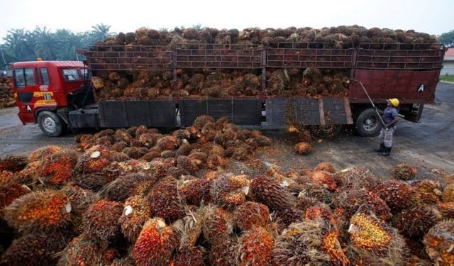 ‘एल निनो’का कारण विश्व बजारमा पाम आयलको भाउ बढ्ने !
