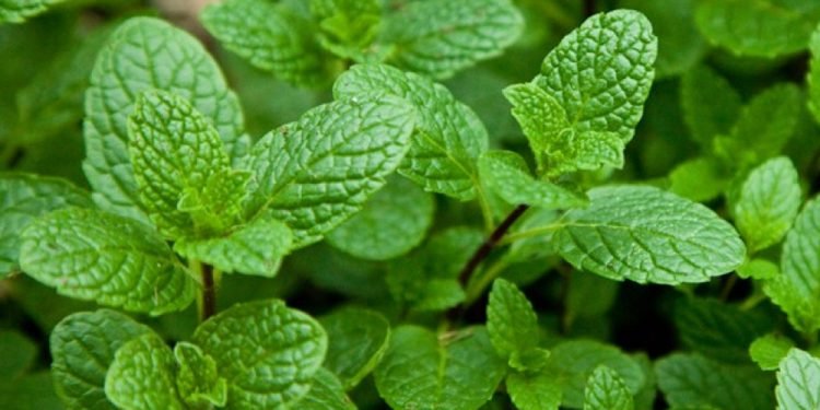 यस्ता बिरामीका लागि पुदिना सेवन हानीकारक