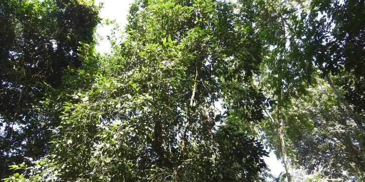 रोचक तथ्यः नर्तकी रुख !