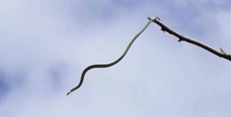 रोचक प्रसङ्गः जिउदा सर्प खाने मान्छे !