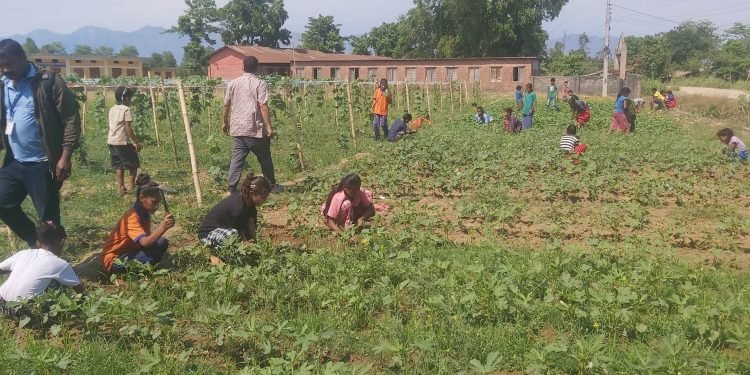 पढाइसँगै करेसाबारी स्याहार्दै विद्यार्थी