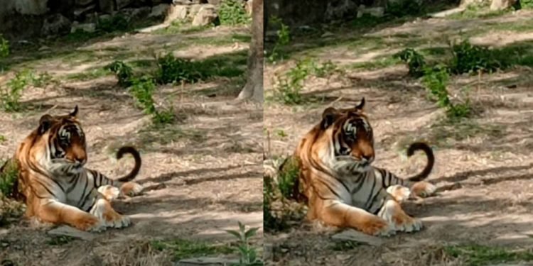 सदर चिडियाखानाका बाघ ‘फास्टिङ’मा