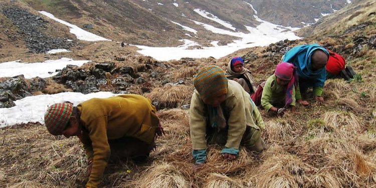 यार्सागुम्बा टिप्न खर्कतिर उक्लिँदै सर्वसाधारणहरू