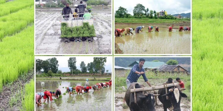 आगामी असार १५ गते राष्ट्रिय धान दिवस र रोपाइँ महोत्सव