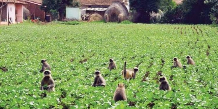 बाँदरले हैरान पारेपछि ‘बेसार खेती’ प्राथामिकतामा