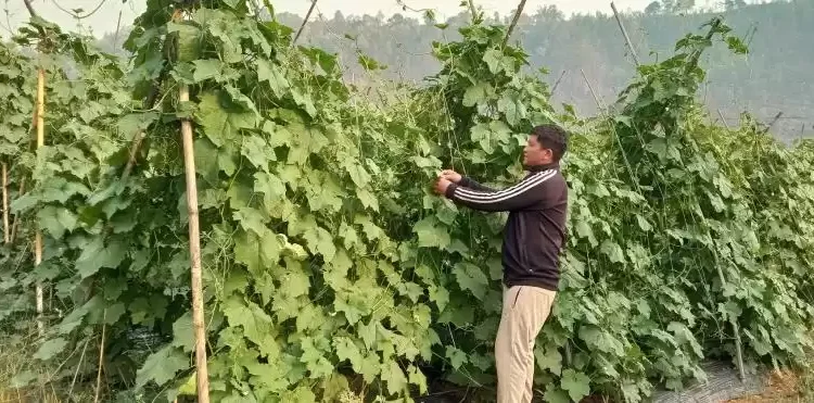 संरक्षण हुन छाड्यो रैथाने बाली