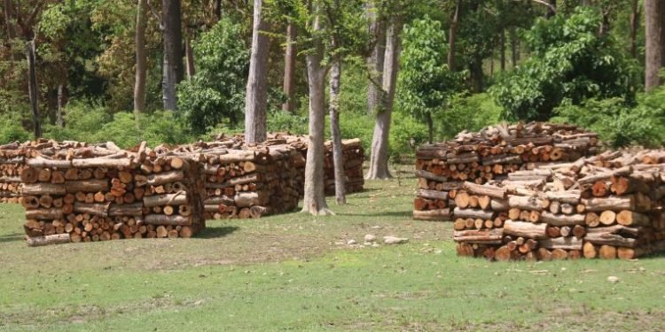 वन पैदावार सङ्कलन गर्न पाउँदा बाँकेका उपभोक्तामा खुसियाली