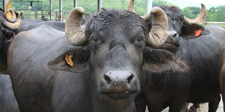 नेपालले भारतबाट पायो १५ वटा भैंसी उपहार