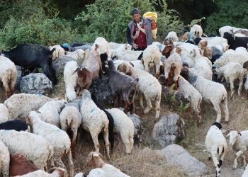 जङ्गलमै बित्छ भेडा गोठालाको जीवन