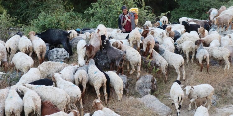 जङ्गलमै बित्छ भेडा गोठालाको जीवन