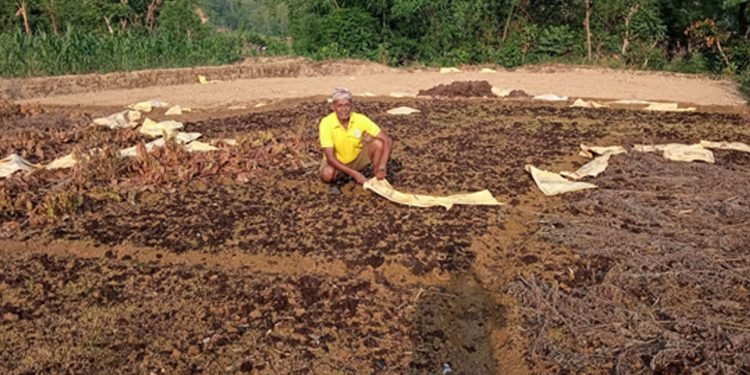 ब्याडमै सुक्न थाल्यो धानको बीउ