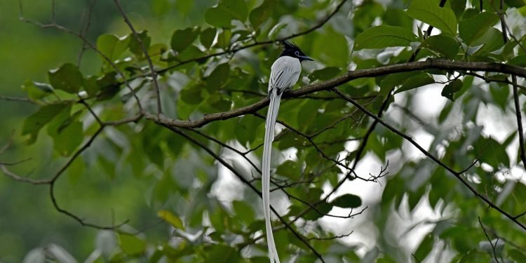 रोचक तथ्यः नक्कल गर्ने बाठो चरा