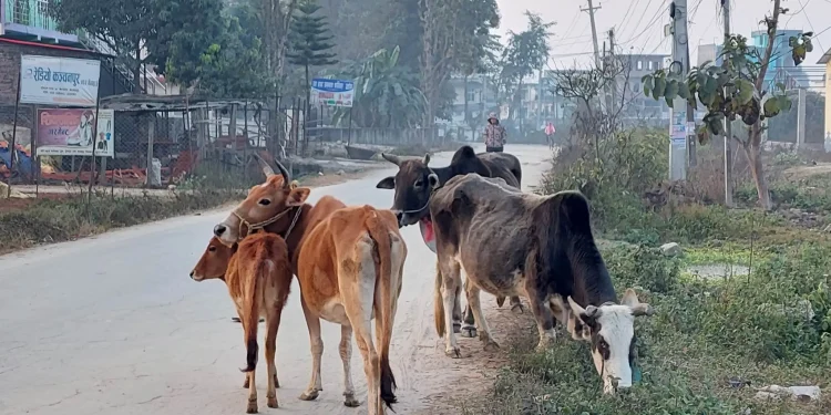 छाडा चौपाया व्यवस्थापन भएपछि किसान खुसी