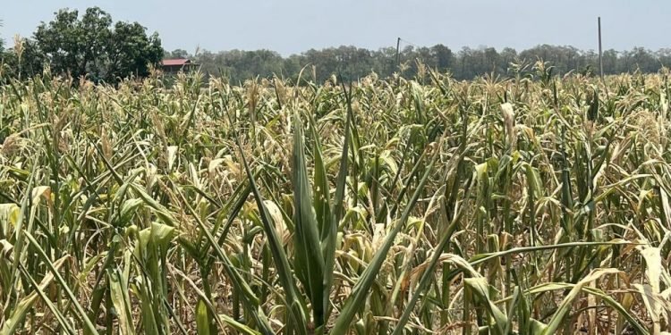 चितवनमा खडेरीले खेतमै मकै सुकेपछि किसान चिन्तित