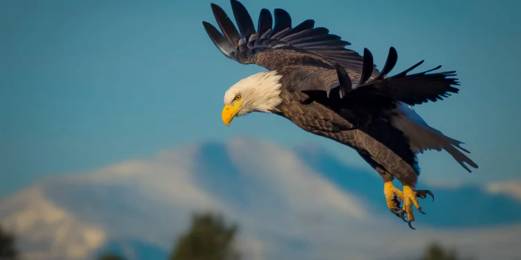 रोचक तथ्यः चील बारे केही रोचक तथ्यहरु