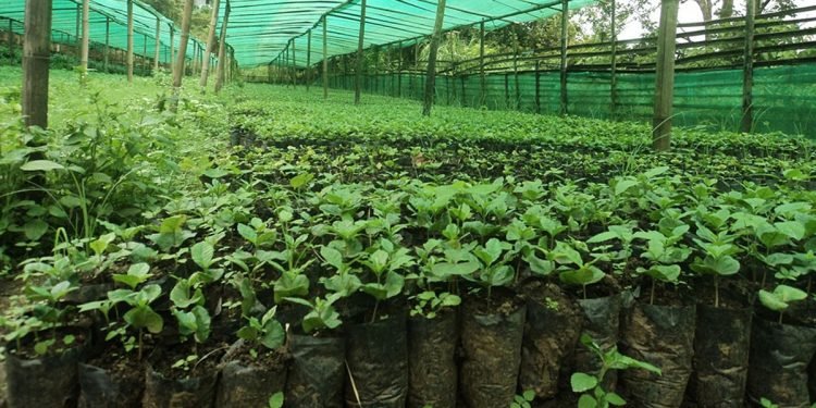 किसानलाई कफीका बिरुवा वितरण