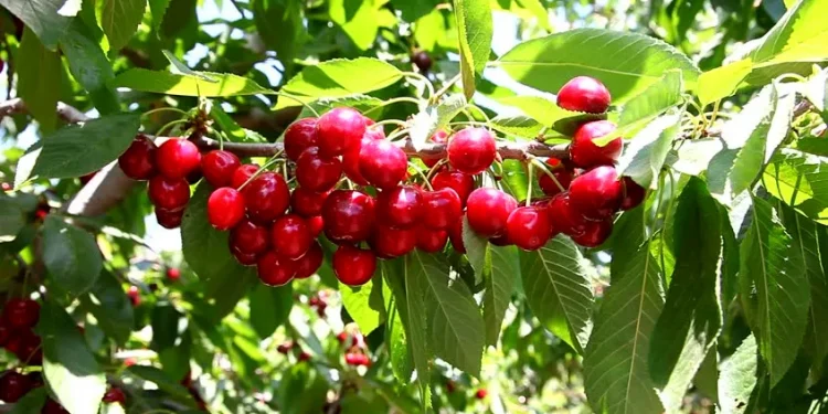 गुल्मीमा कफी, सुन्तला, बाख्रा र मकैका लागि क्षेत्र विस्तार गरिने