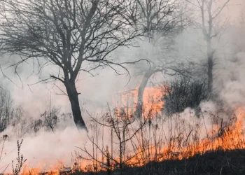 कजाकस्तानको जङ्गलमा लागेको डढेलोमा परी १४ जनाको मृत्यु