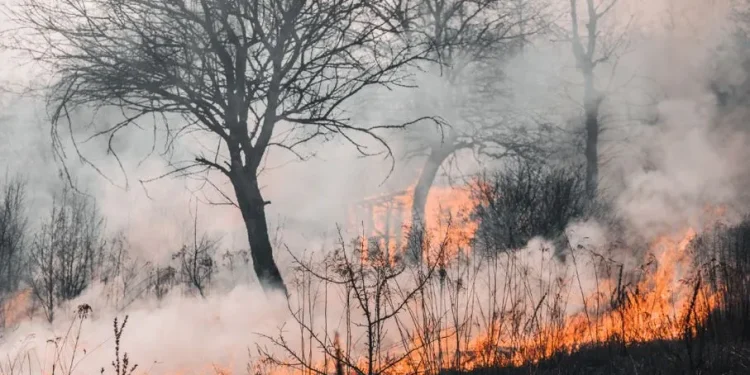 कजाकस्तानको जङ्गलमा लागेको डढेलोमा परी १४ जनाको मृत्यु
