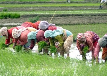 आज राष्ट्रिय धान दिवस, दही च्यूरा खाँदै रोपाइँ गरिँदै