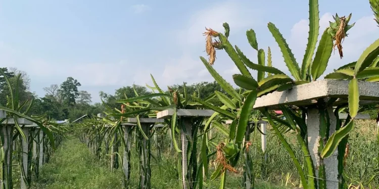 चर्को घामका कारण करोडौँको ड्रायगन फ्रुट नस्ट