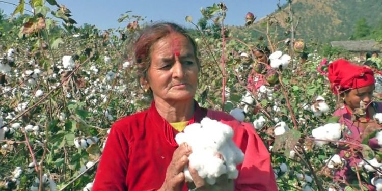 कपास विकास समिति खारेजीले किसान चिन्तित, खेती अन्योल