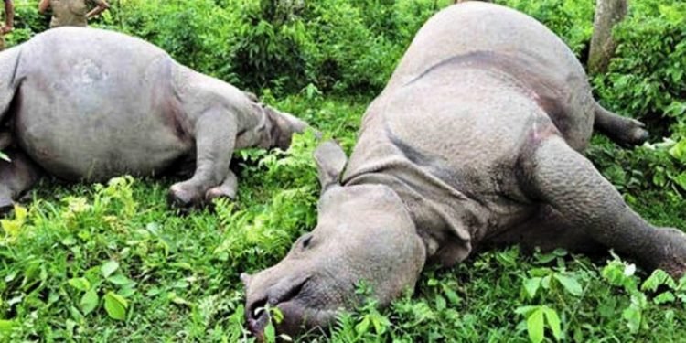 पन्ध्र वर्षमा ३२९ गैँडा मरे