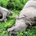 पन्ध्र वर्षमा ३२९ गैँडा मरे