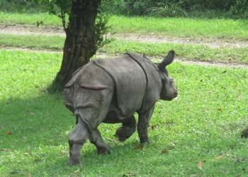 दश दिनको भाले गैँडाको उद्धार