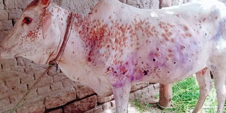 लम्पीस्किनबाट पशु चौपाया मर्न थालेपछि बीमा गर्न छाडिदिए बीमा कम्पनीले