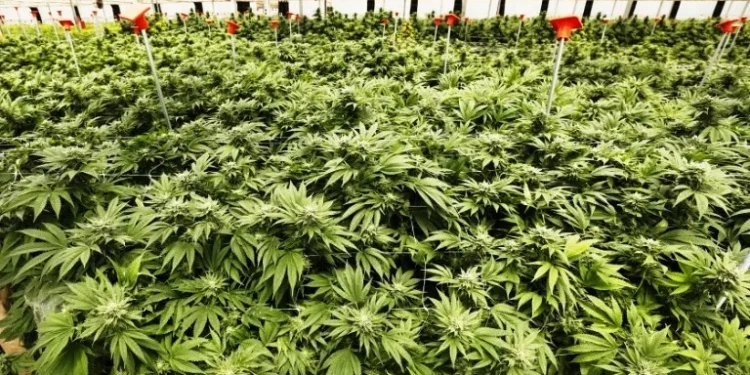 ‘गाँजाद्धारा रुखभन्दा २५ गुणासम्म बढी अक्सिजन उत्पादन,आर्थिक समृद्धिको मुख्य आधार