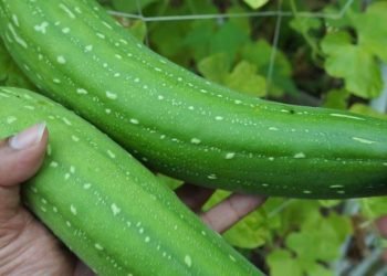 हेल्थ टिप्सः घिरौँला खाँदाका फाइदाहरु