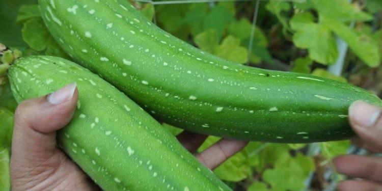 हेल्थ टिप्सः घिरौँला खाँदाका फाइदाहरु