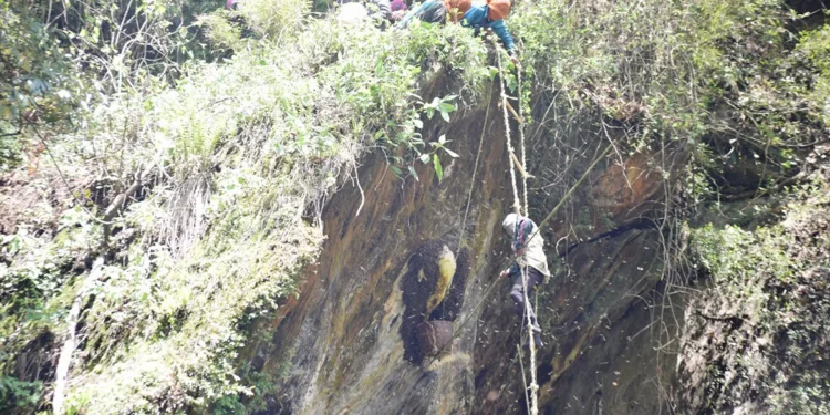 पर्यटकीय आकर्षण बढाउन ‘हनी हन्टिङ’