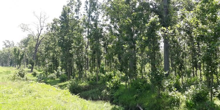 झापामा डेढ हजार हेक्टर वन अतिक्रमण