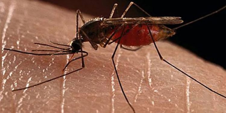 कालीकोटमा कालाजारका बिरामी भेटिए