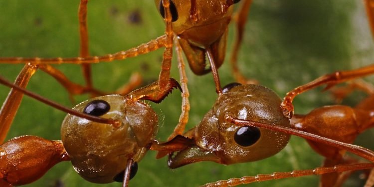 रोचकः कमिलाले पनि दुध दिन्छ, कसले पिउछ त कमिलाको दुध ?