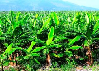झापाली किसानको केरा खेतीमा बढ्दो आकर्षण