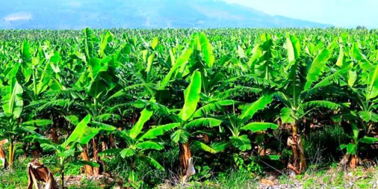 झापाली किसानको केरा खेतीमा बढ्दो आकर्षण