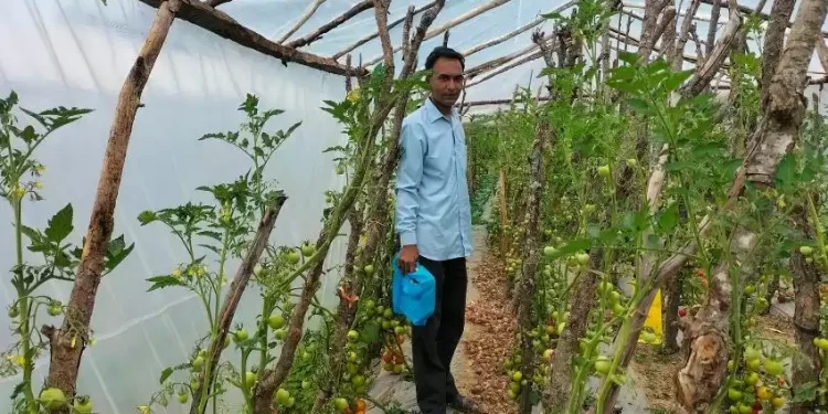 अध्यापनसँगै तरकारी खेतीबाट मनग्य आम्दानी गर्दै किसान