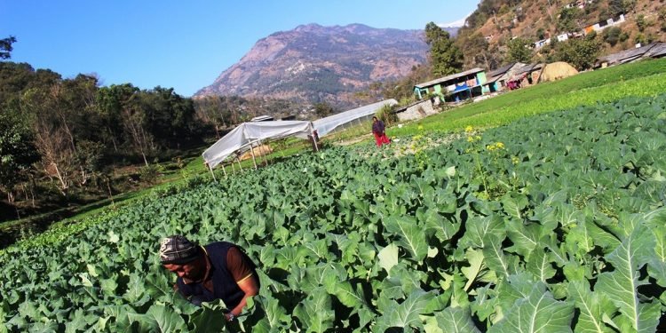 कृषि पेसामा रमाइरहेका भोजपुरे युवा