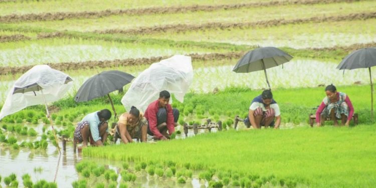 खडेरीपछिको वर्षाले किसानलाई राहत