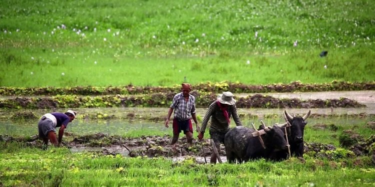 कृषिमा व्यक्तिलाई होइन समुदायलाई अनुदान