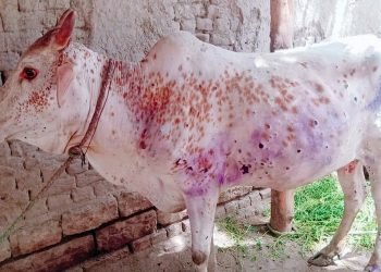 काभ्रेका सबै स्थानीय तहमा फैलियो ‘लम्पी स्किन’