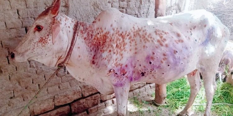 काभ्रेका सबै स्थानीय तहमा फैलियो ‘लम्पी स्किन’